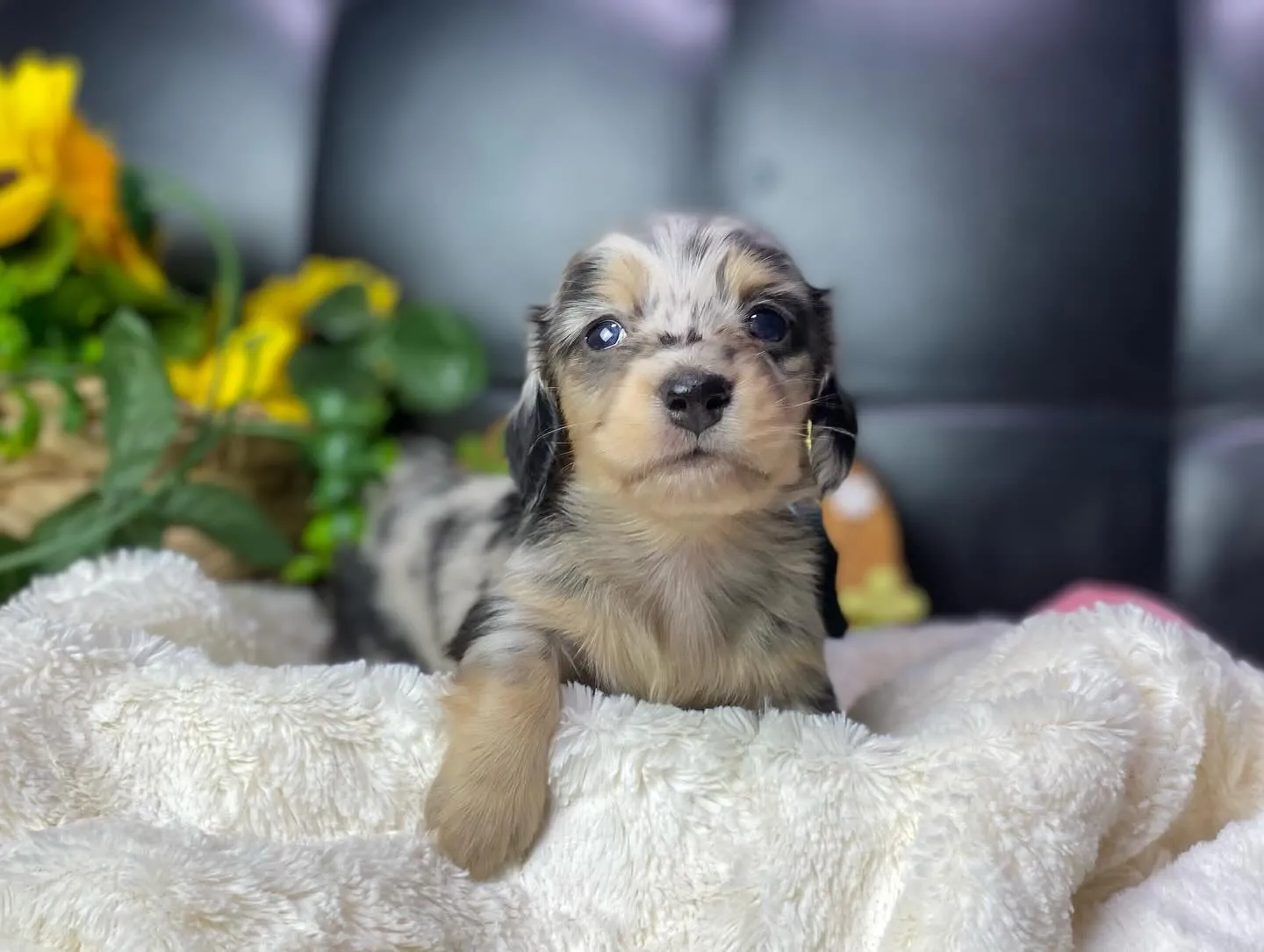 シルバーダップルの男の子🐾