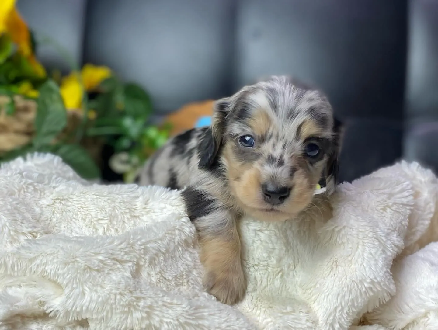 シルバーダップルの男の子🐾