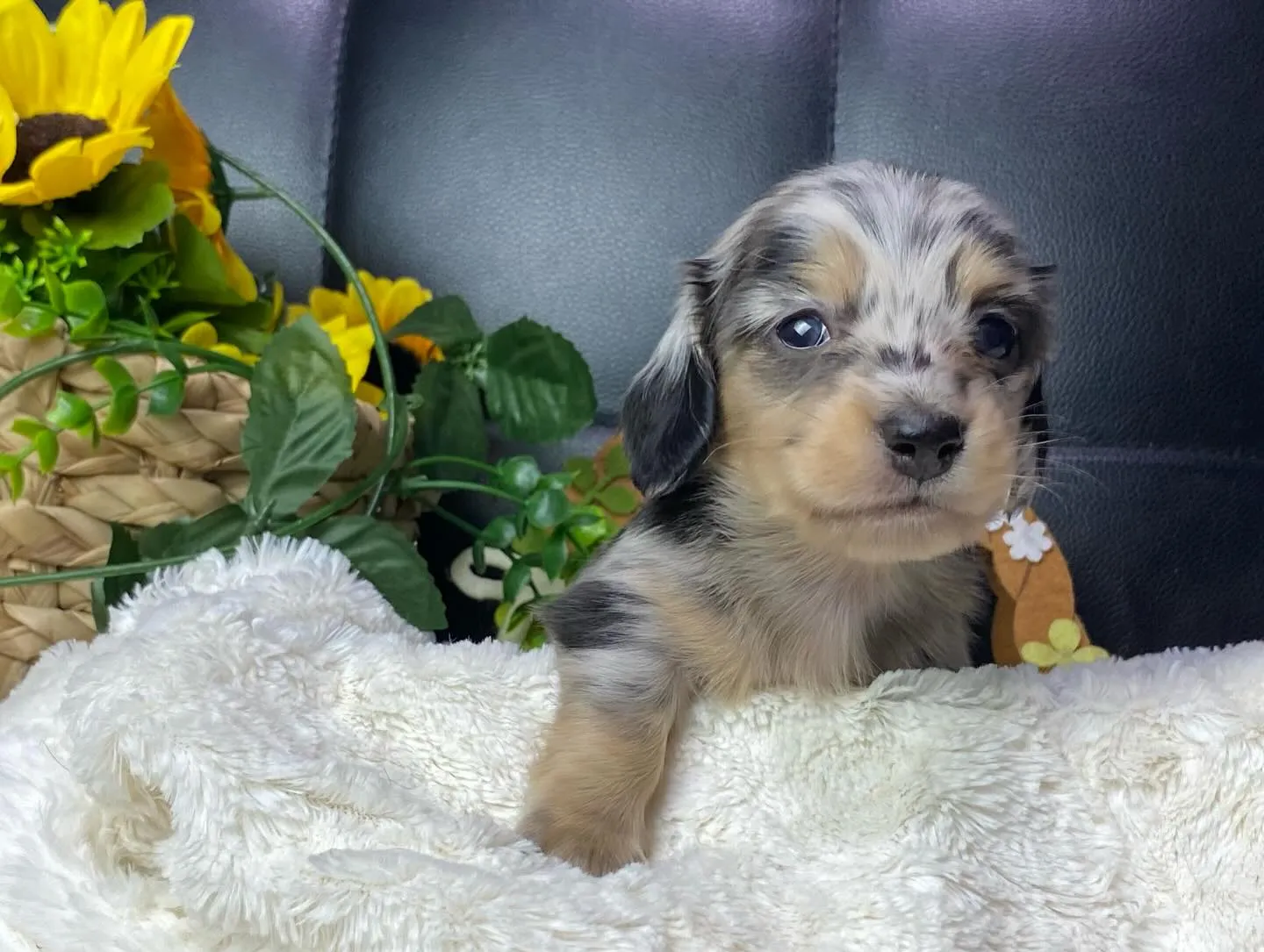 シルバーダップルの男の子🐾