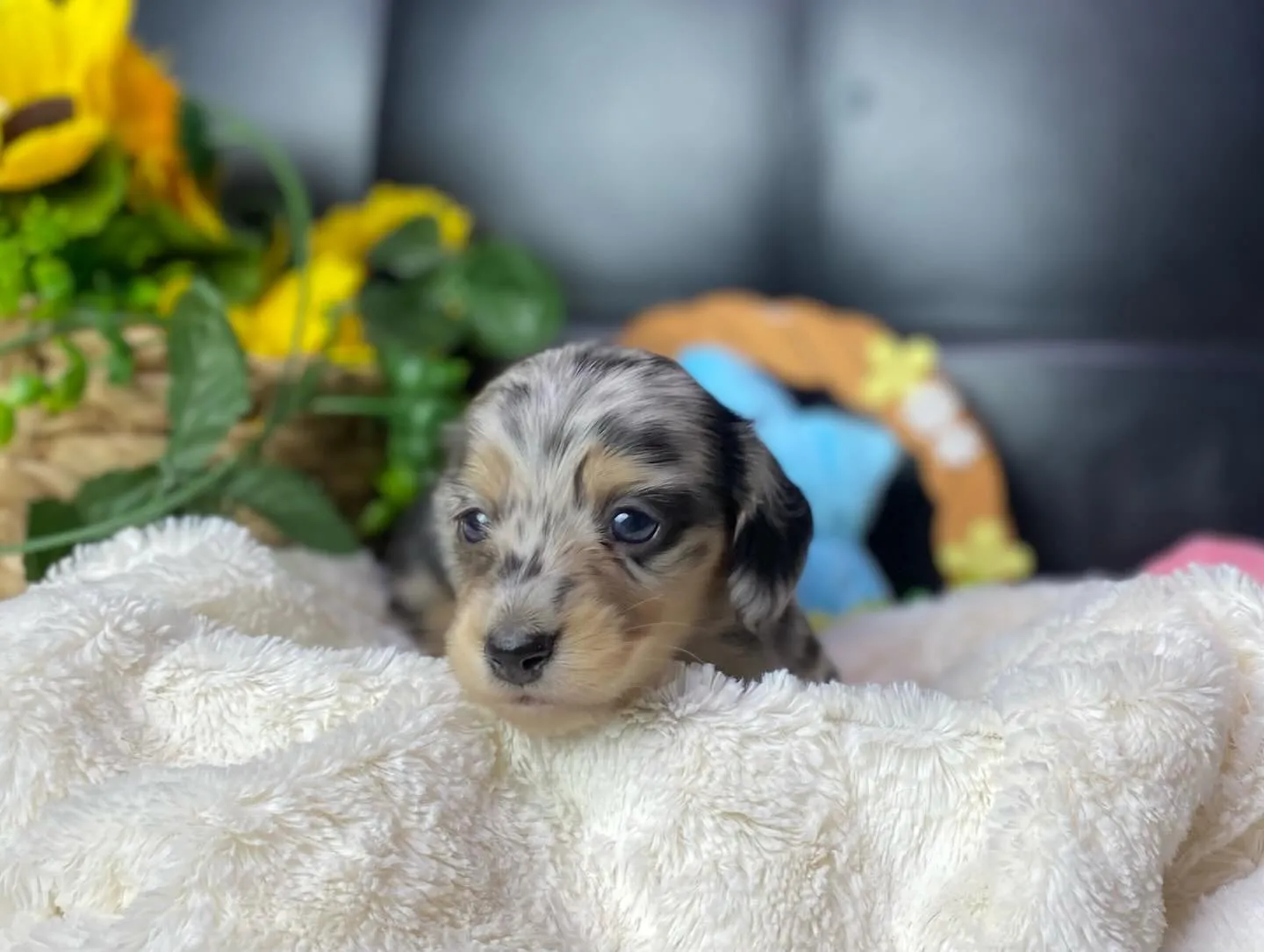 シルバーダップルの男の子🐾