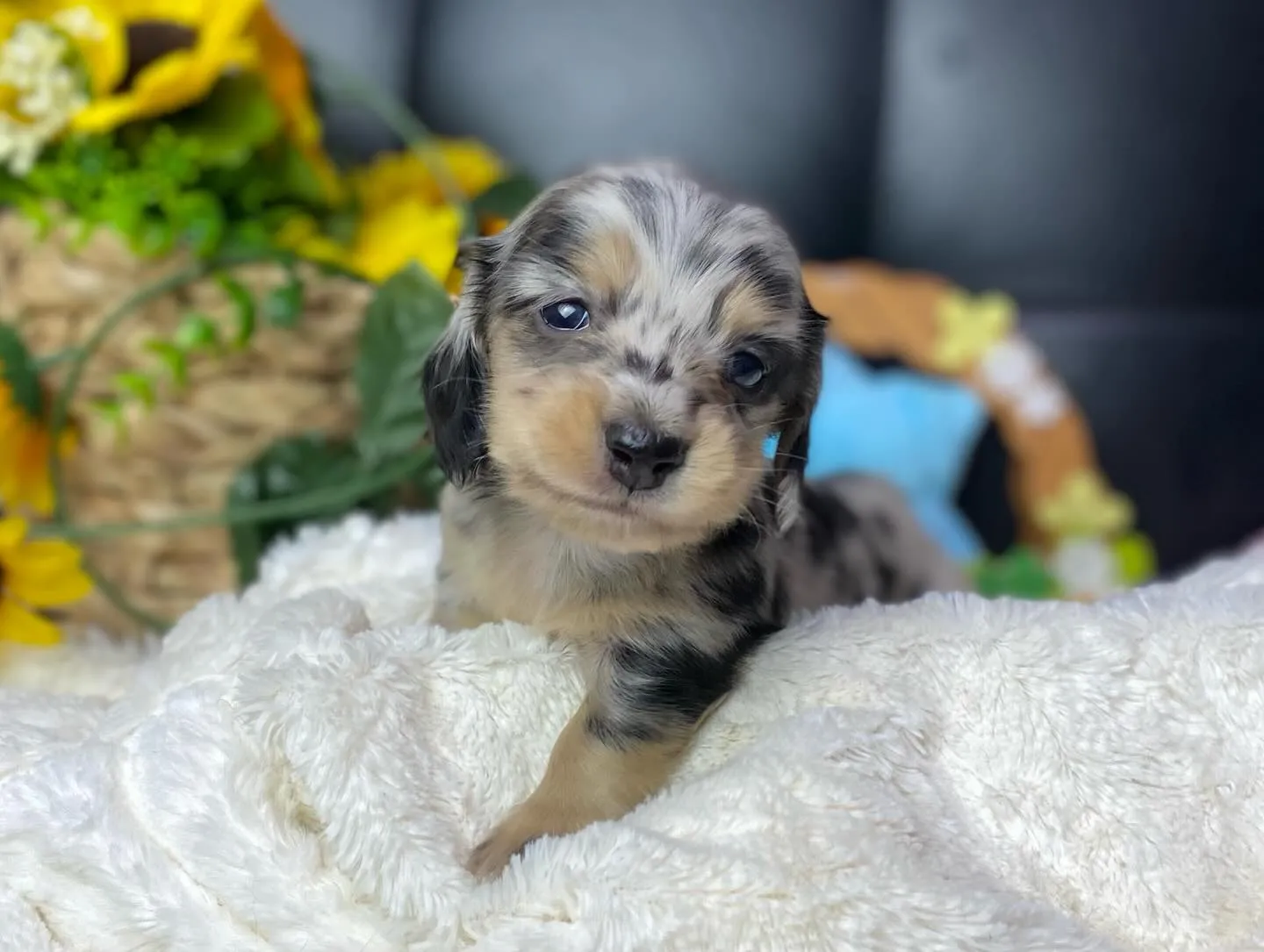 シルバーダップルの男の子🐾
