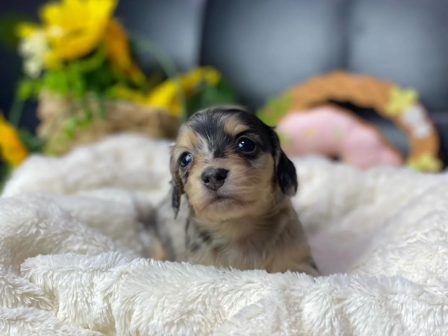 シルバーダップルの女の子🐾