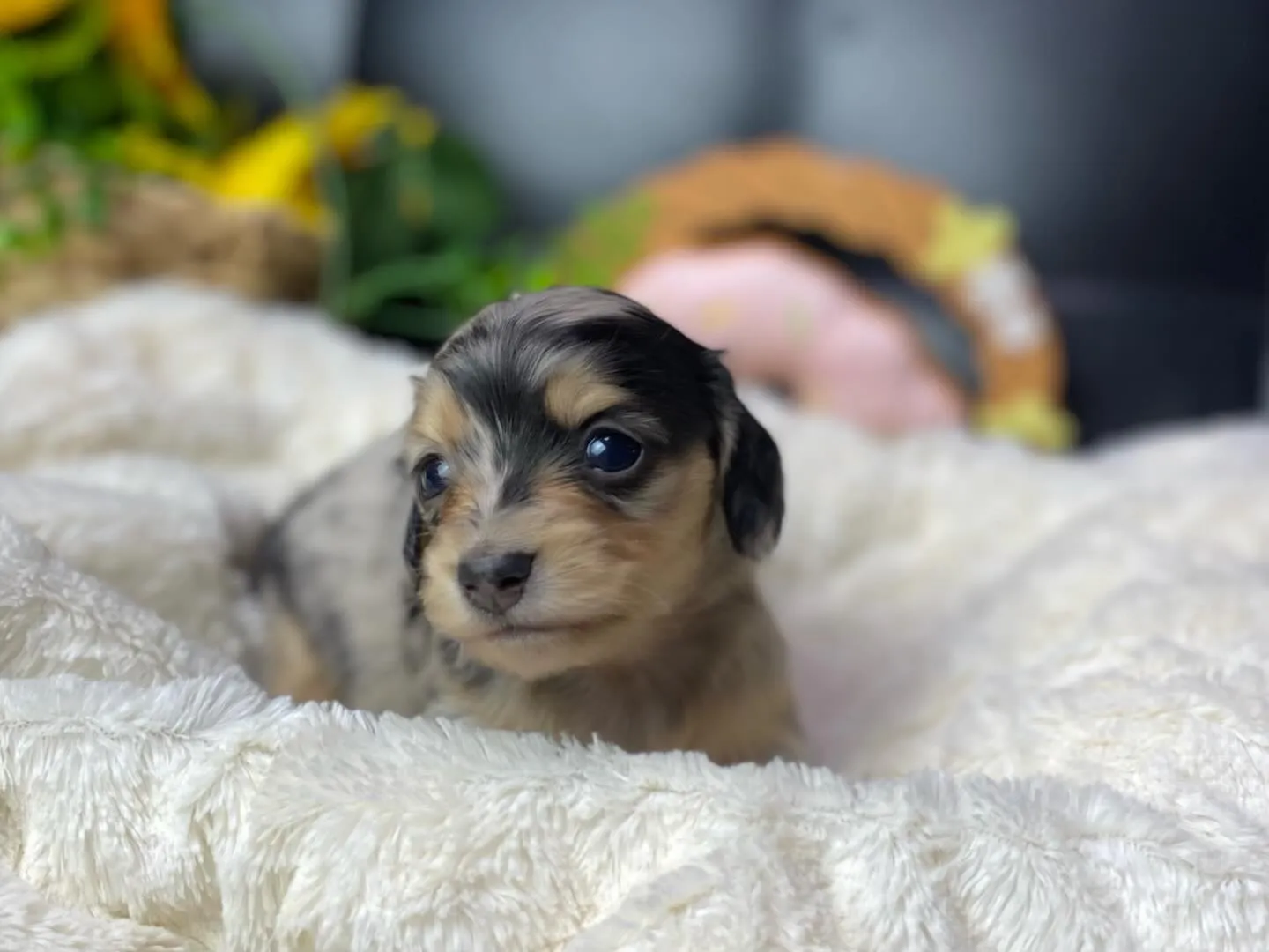 シルバーダップルの女の子🐾