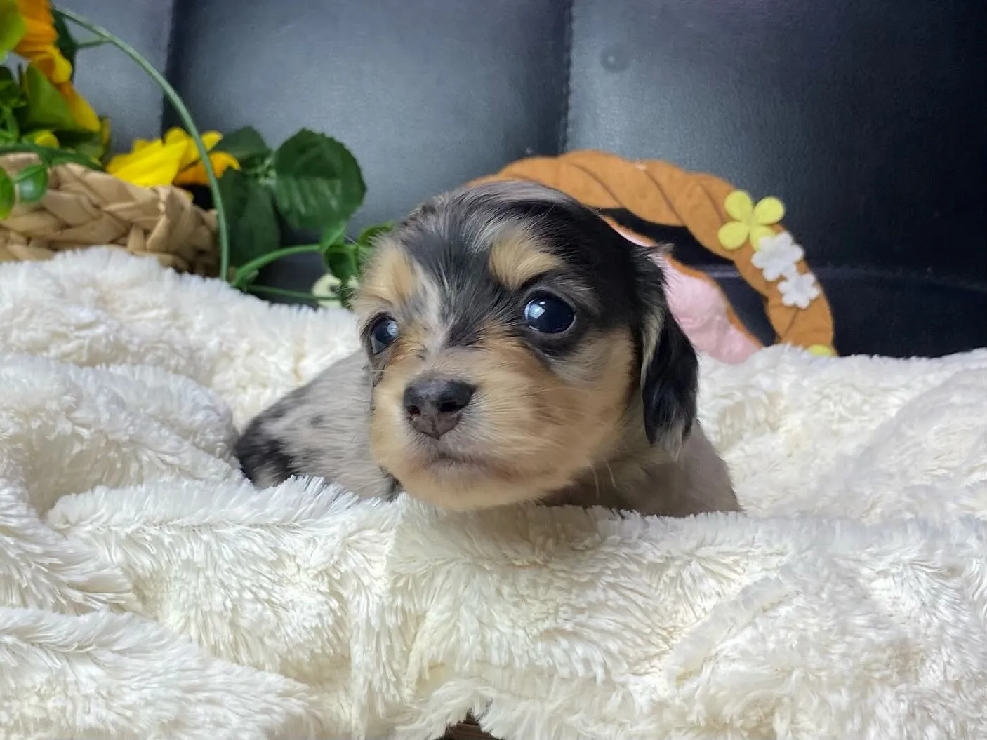 シルバーダップルの女の子🐾