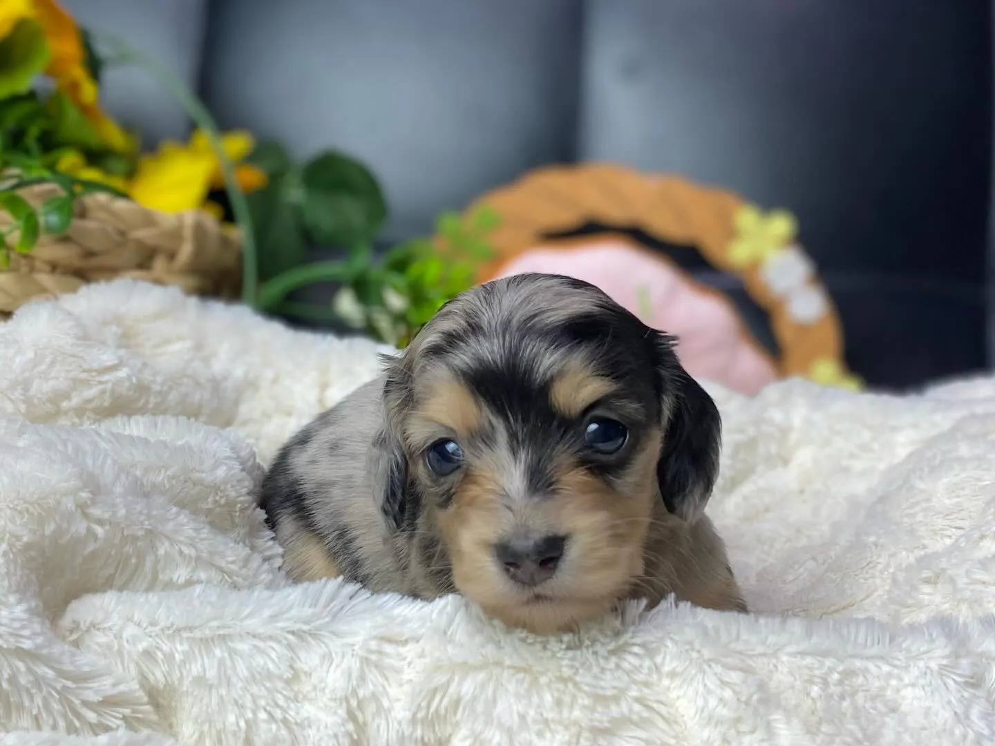 シルバーダップルの女の子🐾