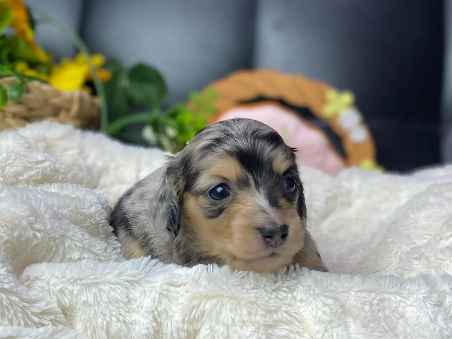 シルバーダップルの女の子🐾