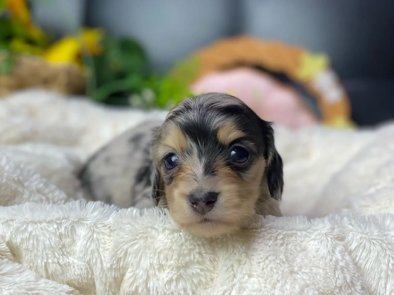 シルバーダップルの女の子🐾