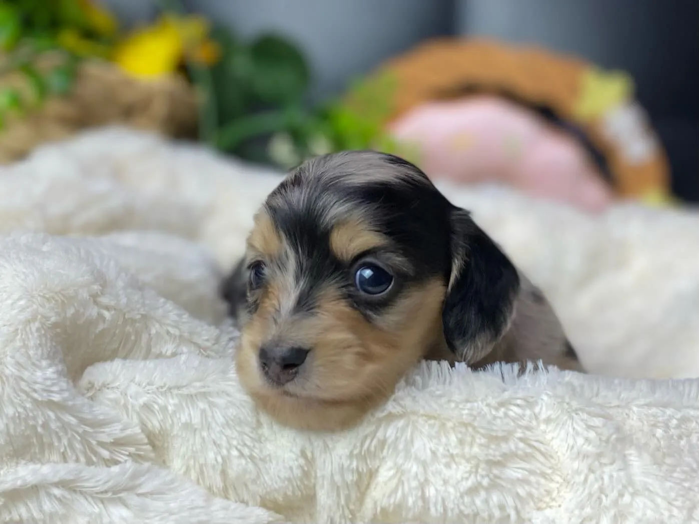 シルバーダップルの女の子🐾