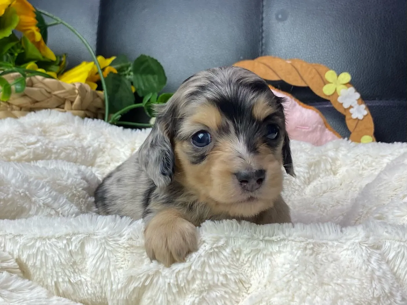 シルバーダップルの女の子🐾