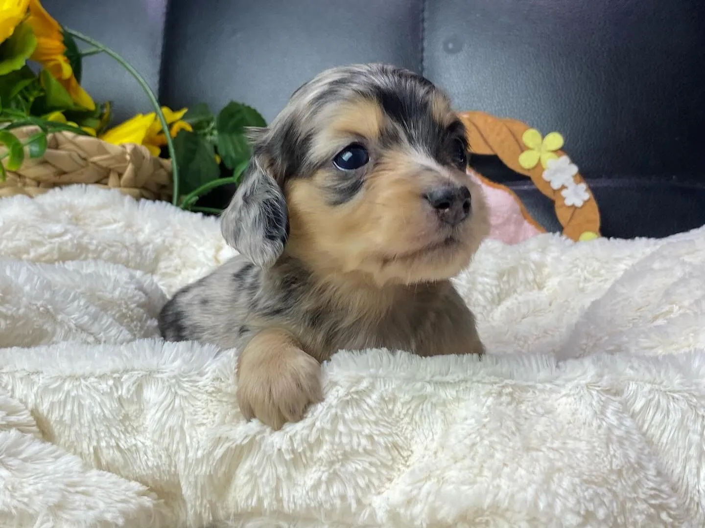 シルバーダップルの女の子🐾