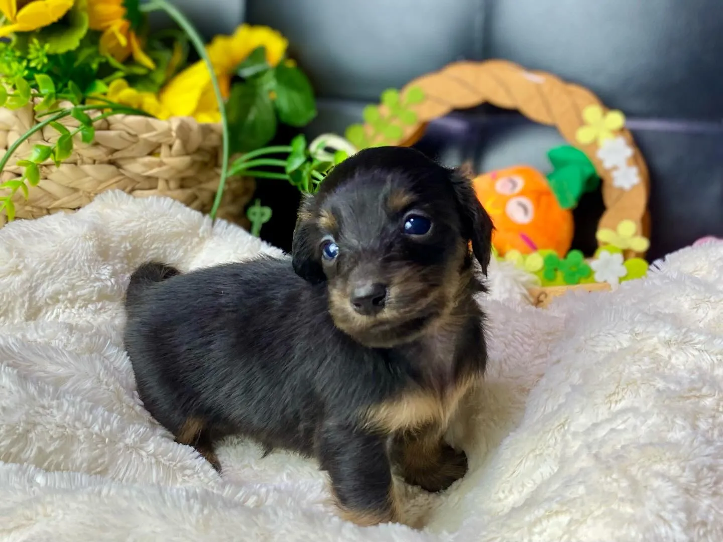 ブラックタン（イエロー）🐾