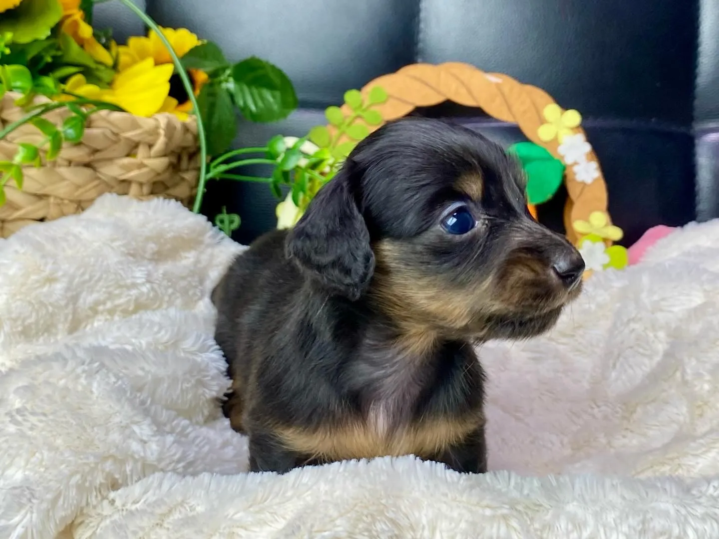 ブラックタン（イエロー）🐾