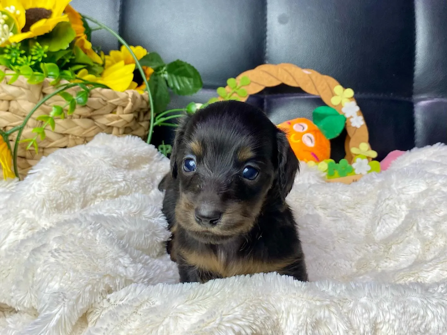 ブラックタン（イエロー）🐾