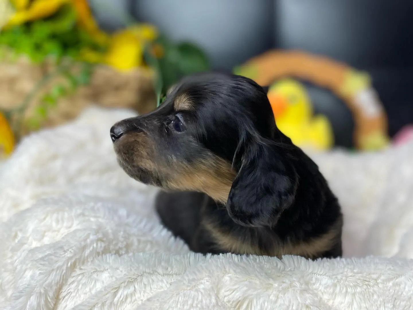 ブラックタン（イエロー）🐾