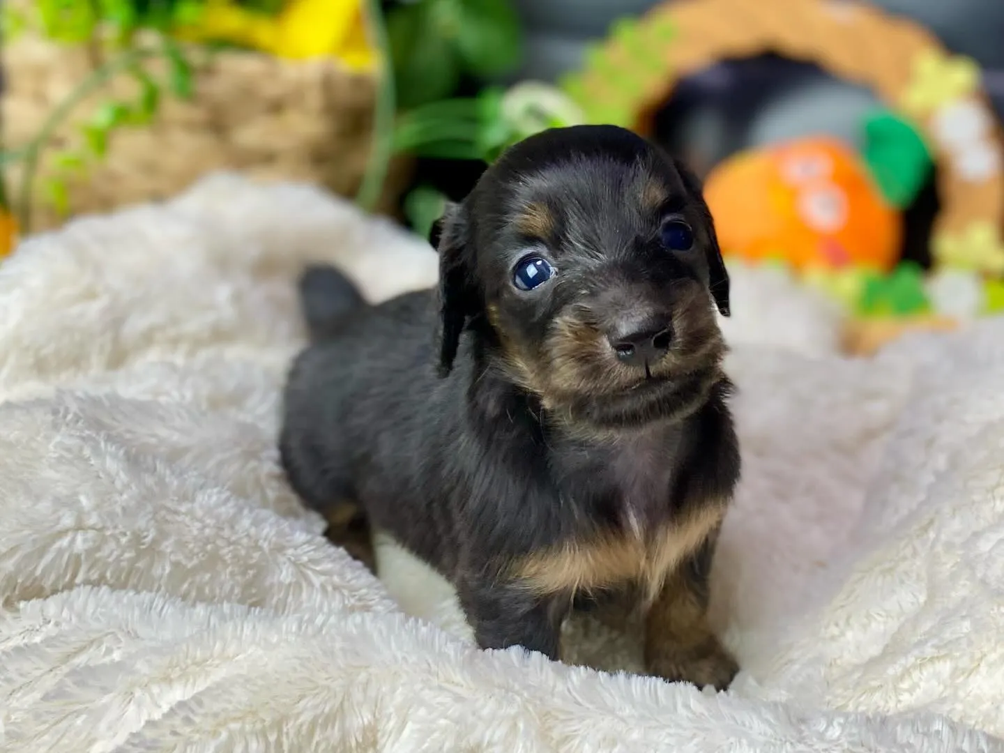 ブラックタン（イエロー）🐾