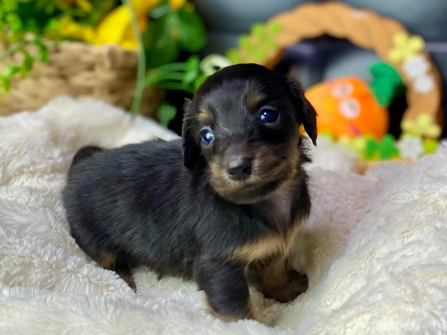 ブラックタン（イエロー）女の子