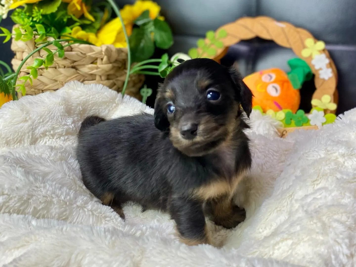 ブラックタン（イエロー）🐾