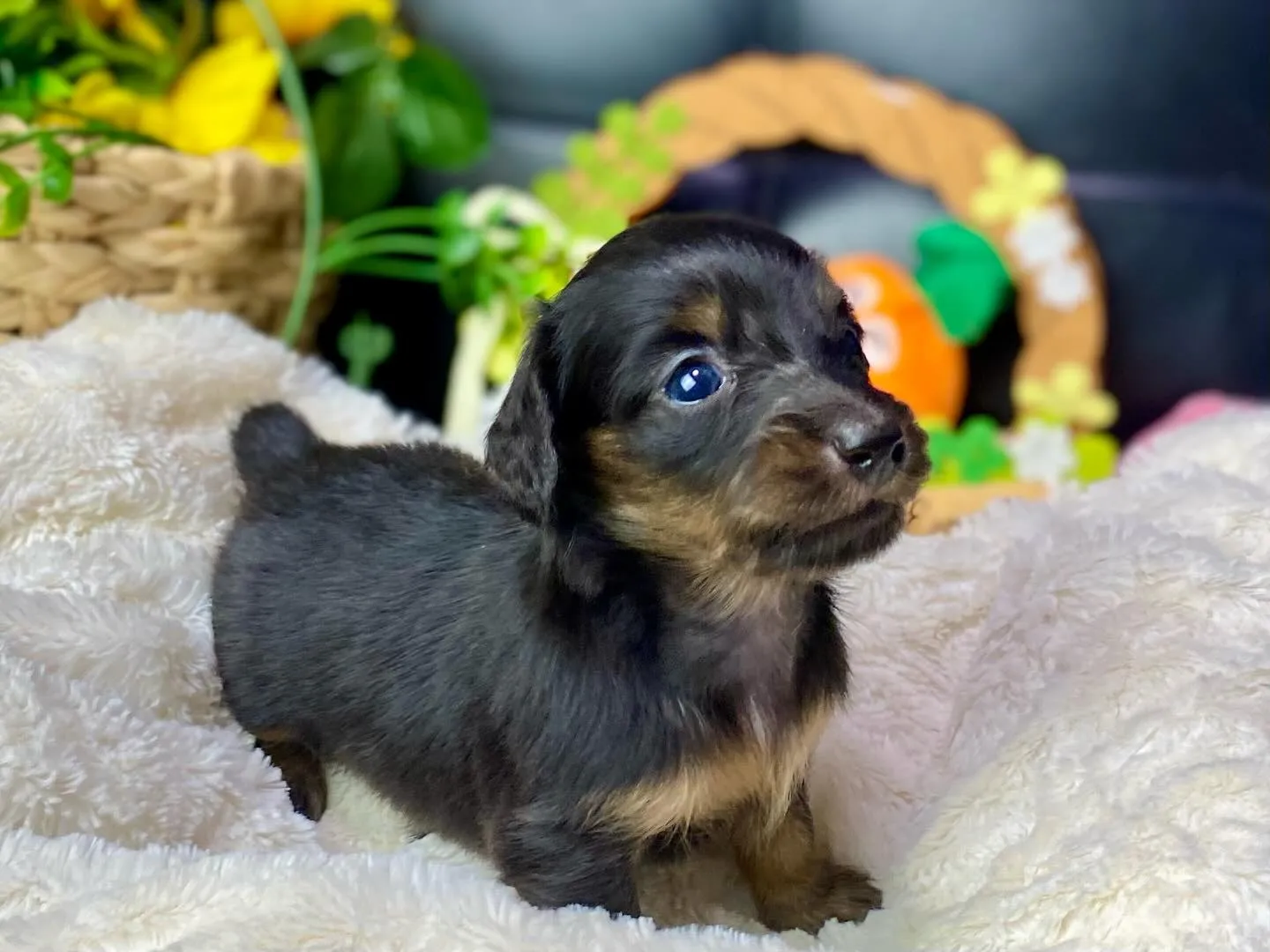 ブラックタン（イエロー）🐾