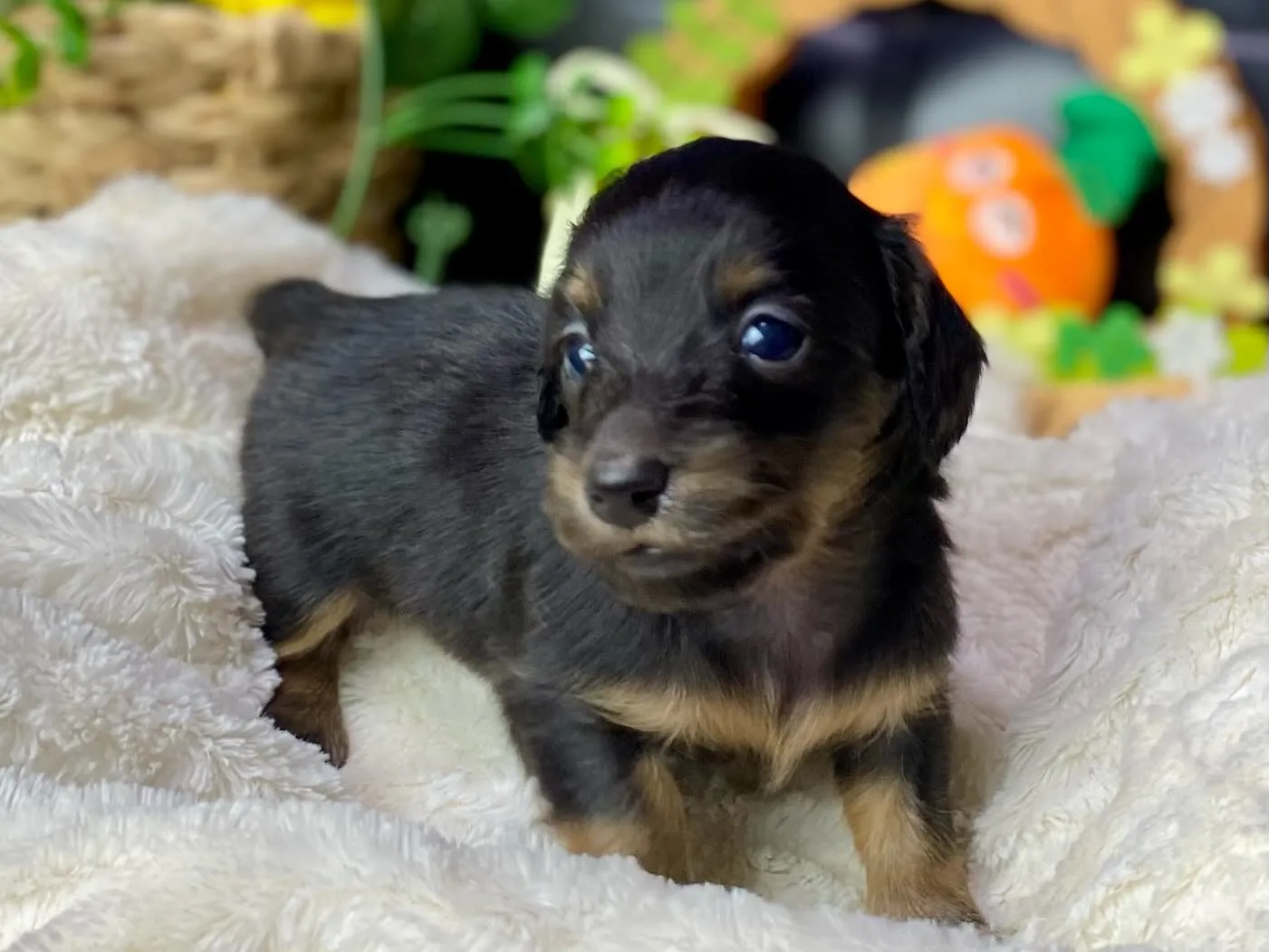 ブラックタン（イエロー）🐾