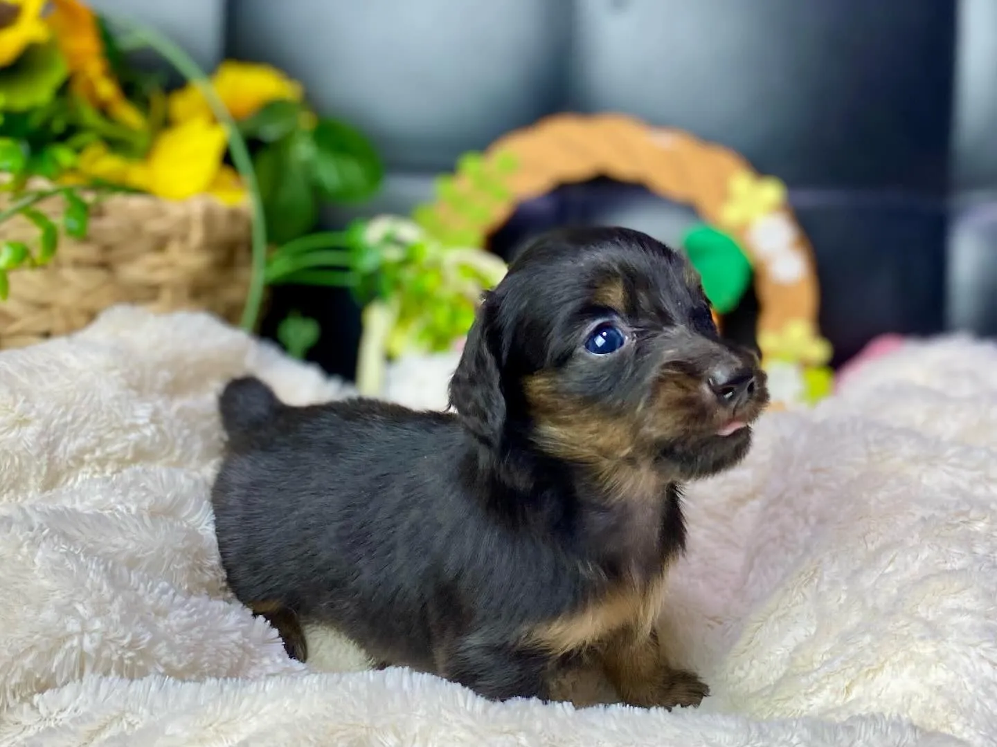 ブラックタン（イエロー）🐾