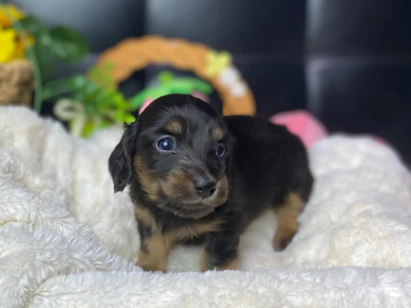 ブラックタン（イエロー）の女の子🐾