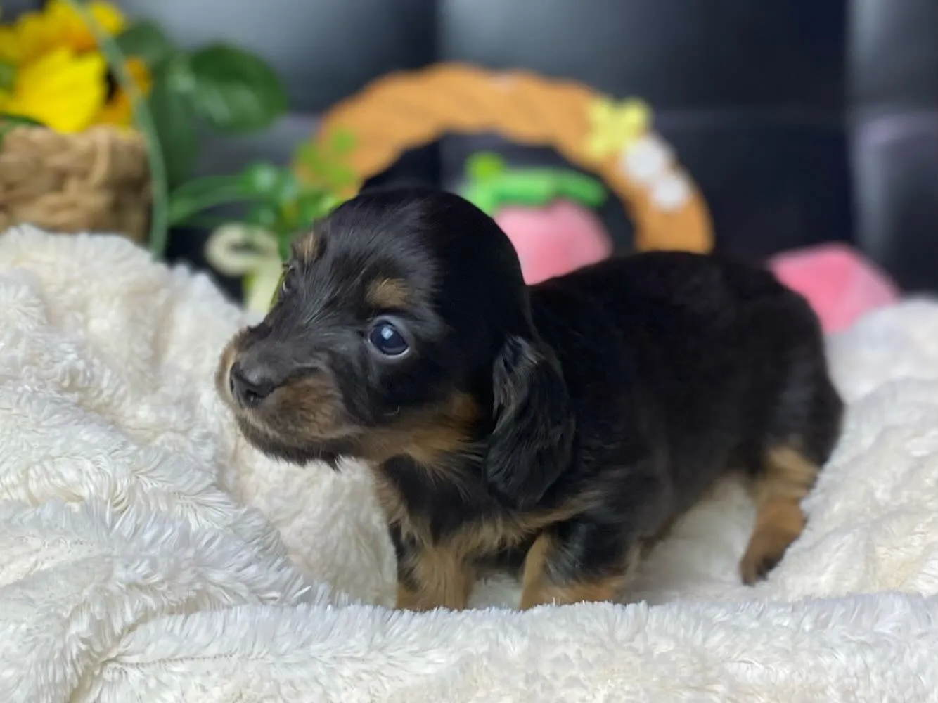 ブラックタン（イエロー）の女の子🐾