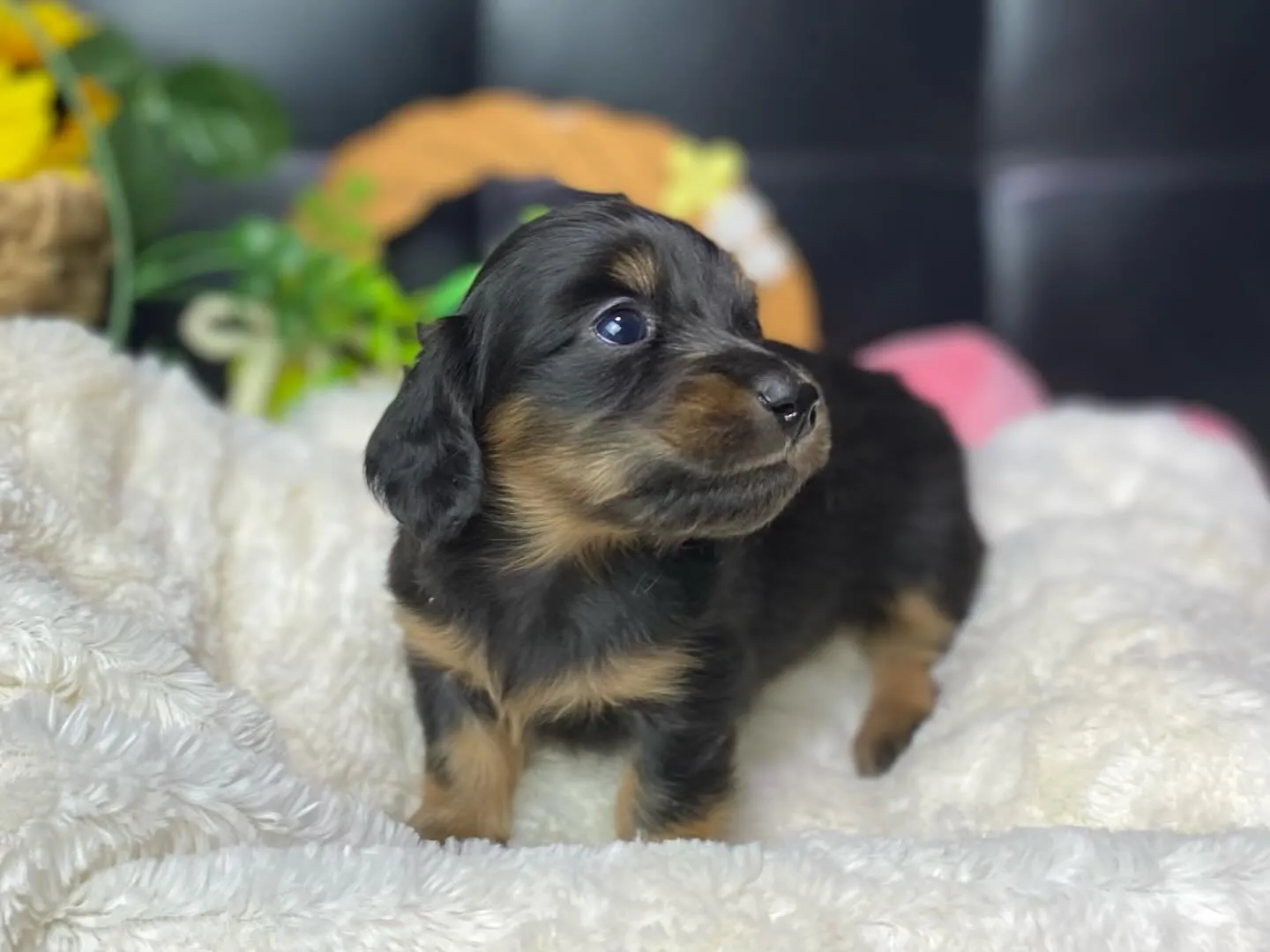 ブラックタン（イエロー）の女の子🐾