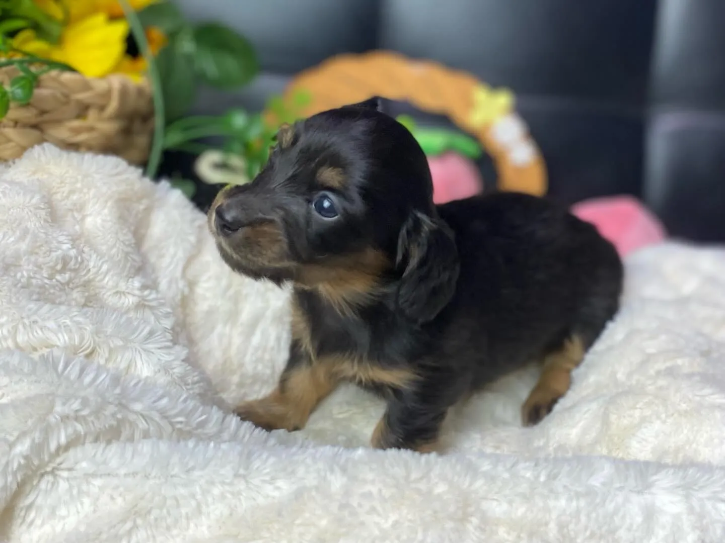 ブラックタン（イエロー）の女の子🐾