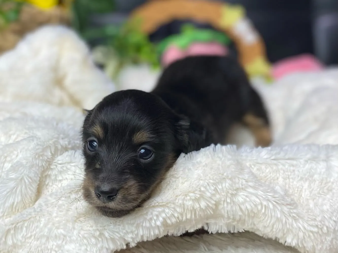 ブラックタン（イエロー）の女の子🐾