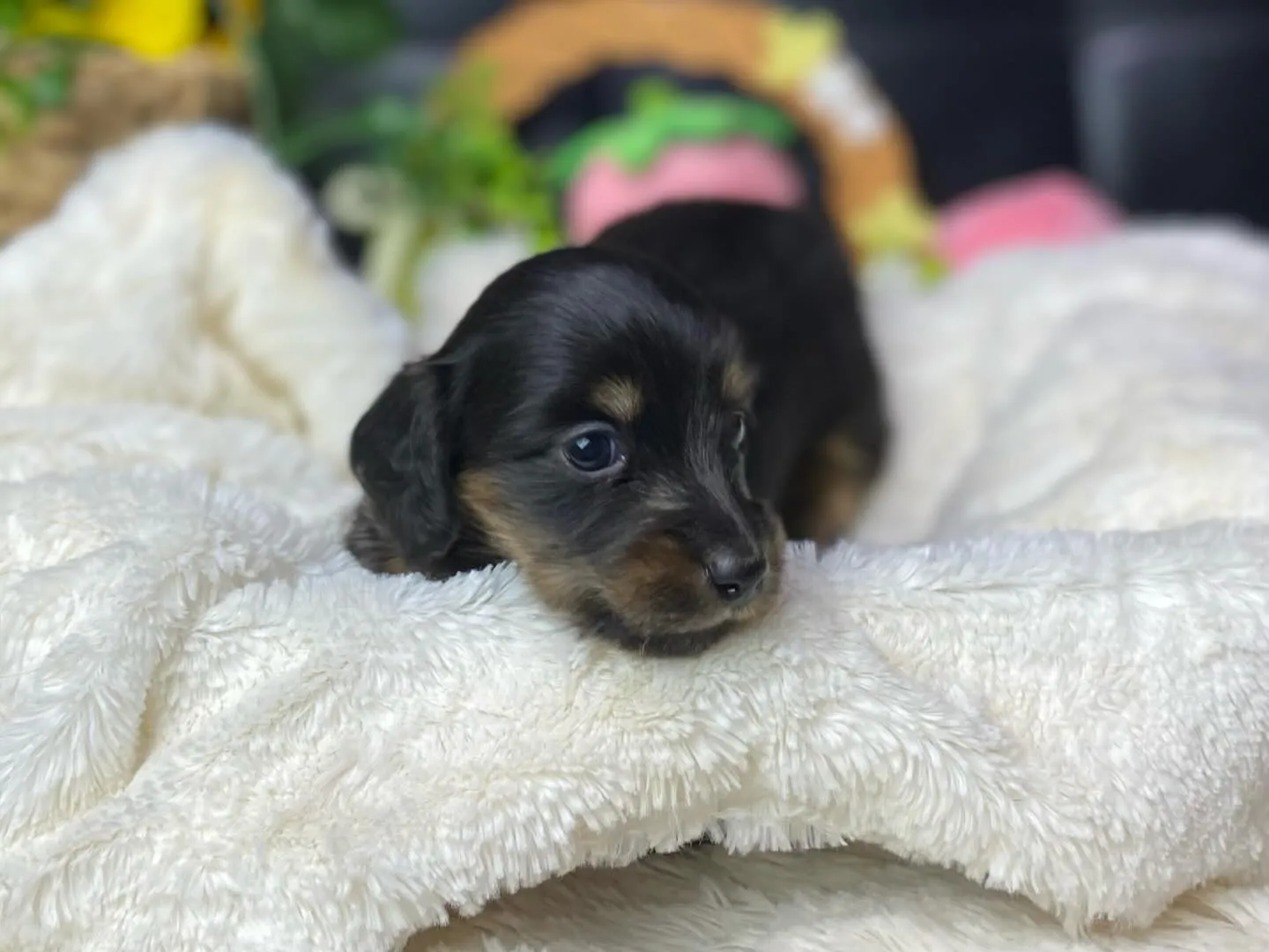 ブラックタン（イエロー）の女の子🐾