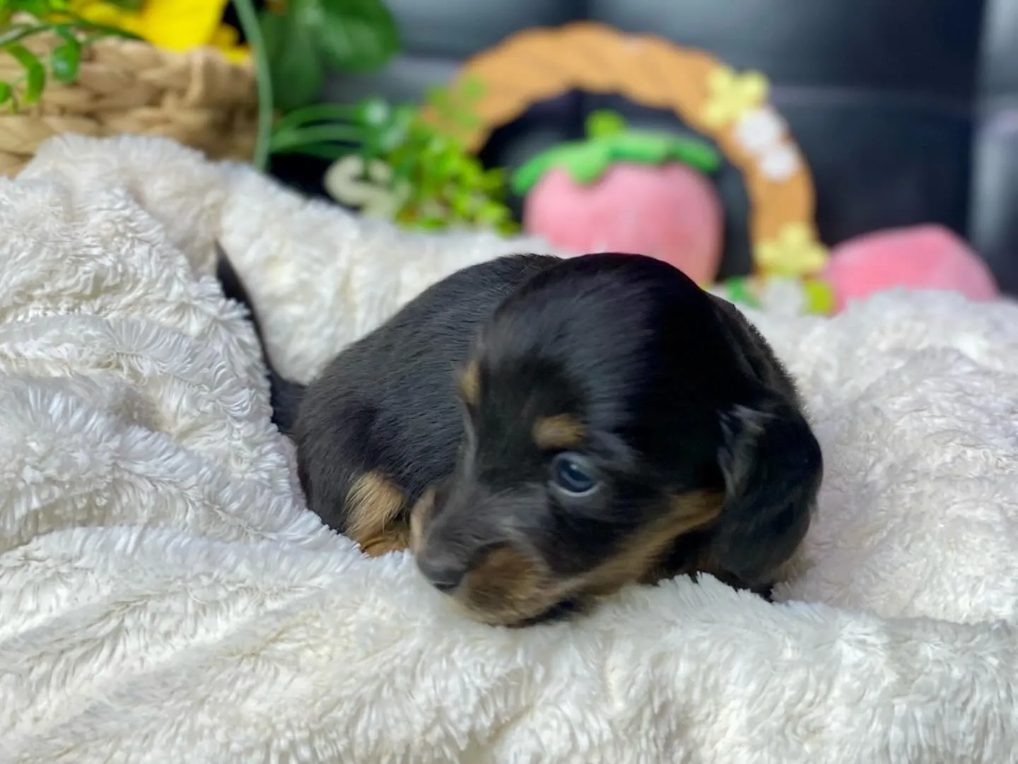 ブラックタン（イエロー）の女の子🐾