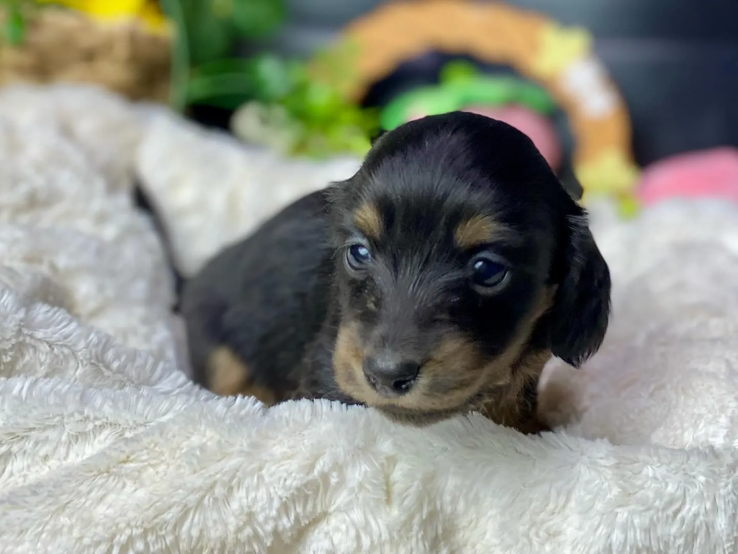 ブラックタン（イエロー）の女の子🐾