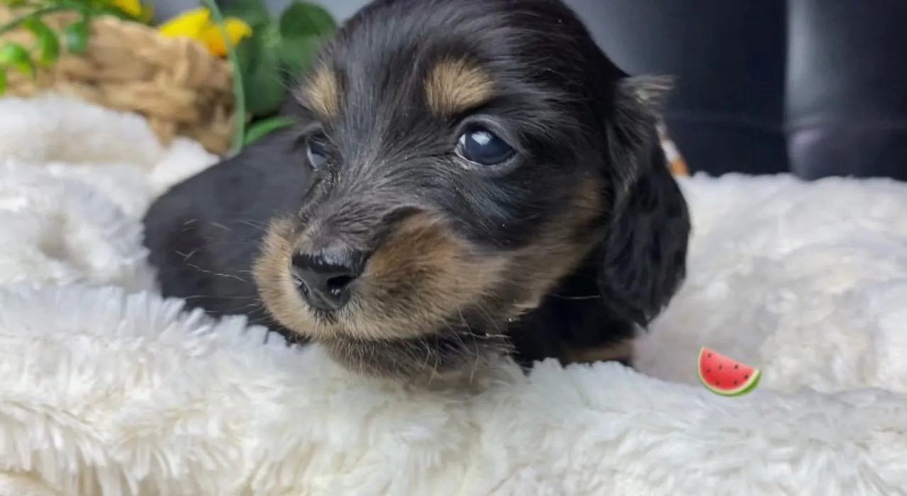 ブラックタン（イエロー）女の子