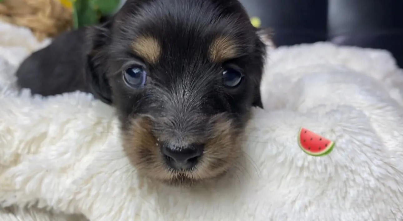 ブラックタン(イエロー)の女の子🐾