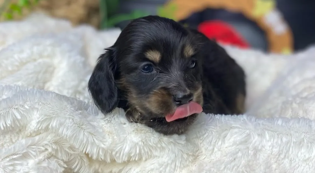 ブラックタン(イエロー)の女の子🐾