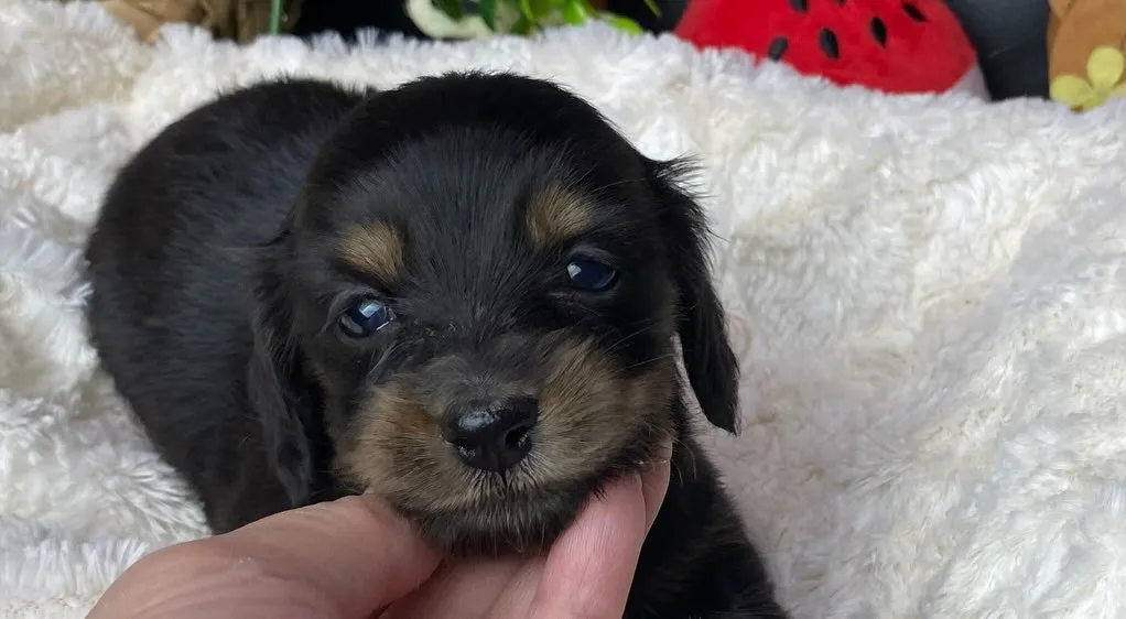 ブラックタン(イエロー)の女の子🐾