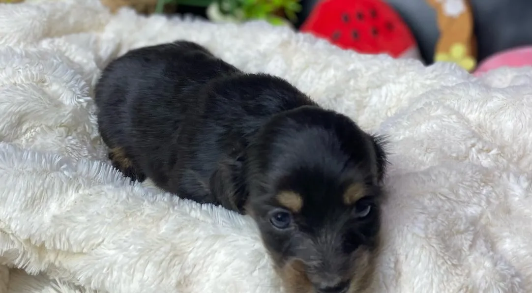 ブラックタン(イエロー)の女の子🐾