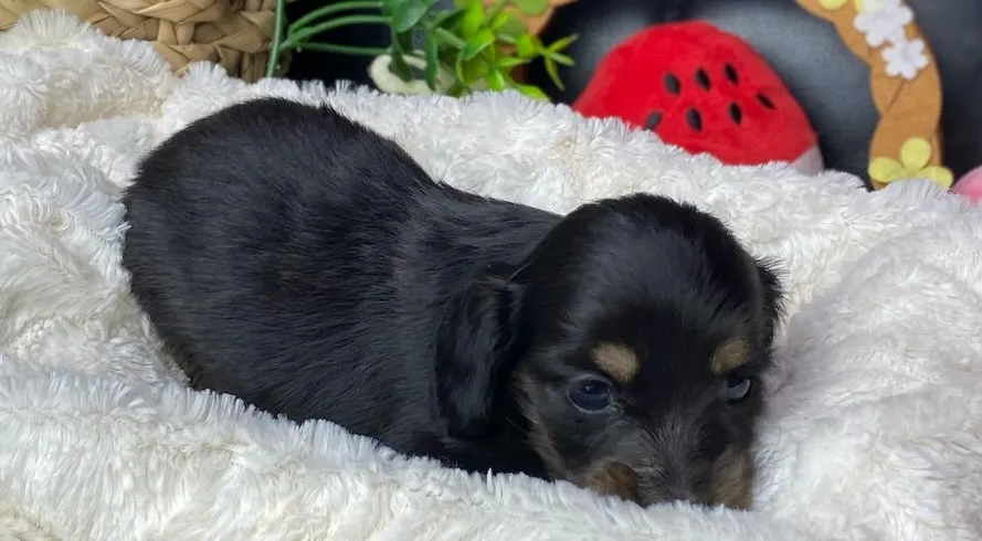 ブラックタン(イエロー)の女の子🐾