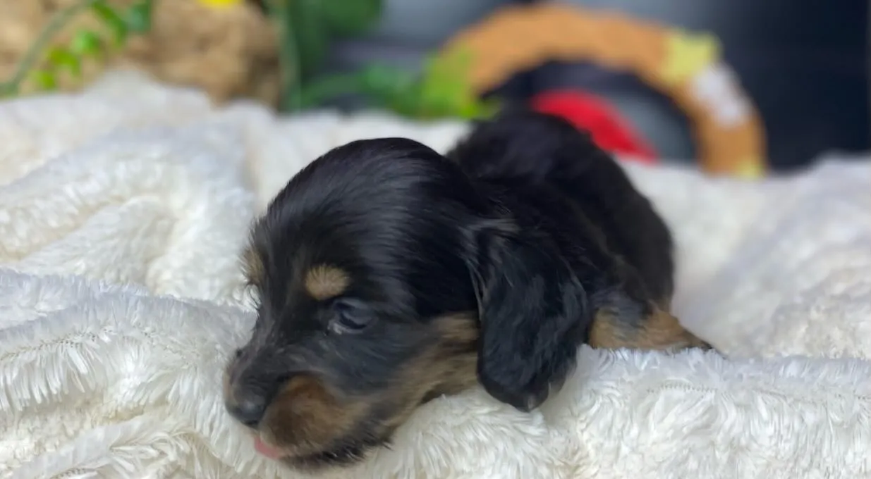 ブラックタン(イエロー)の女の子🐾