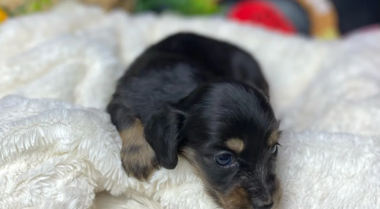 ブラックタン(イエロー)の女の子🐾