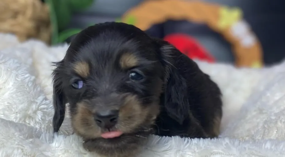 ブラックタン(イエロー)の女の子🐾