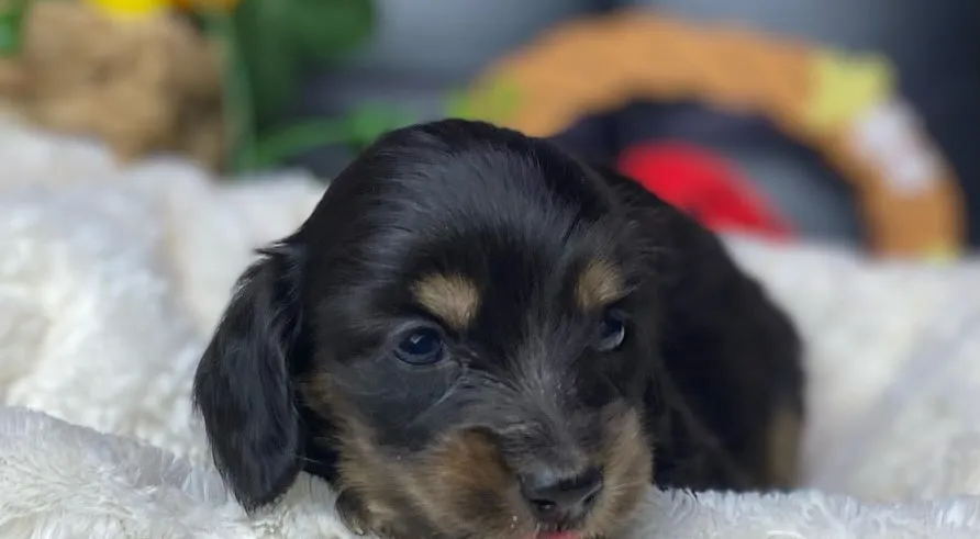 ブラックタン(イエロー)の女の子🐾