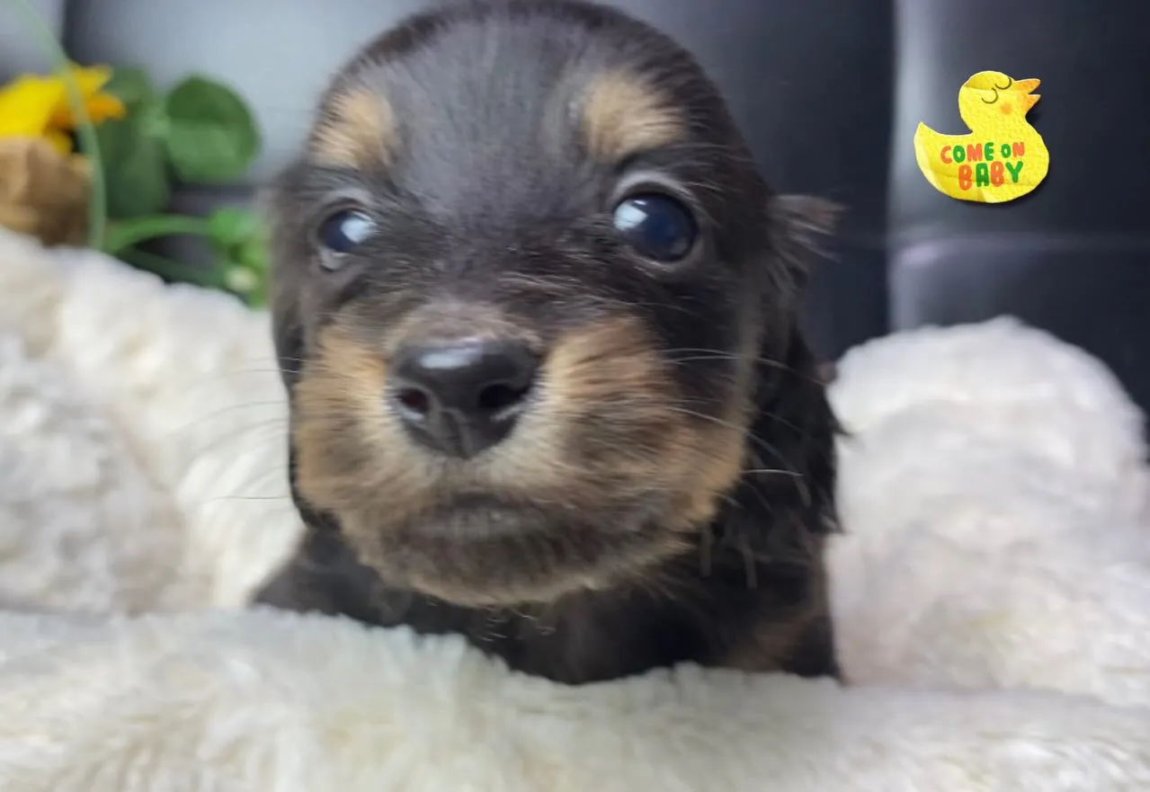 ブラックタン(イエロー)の女の子🐾