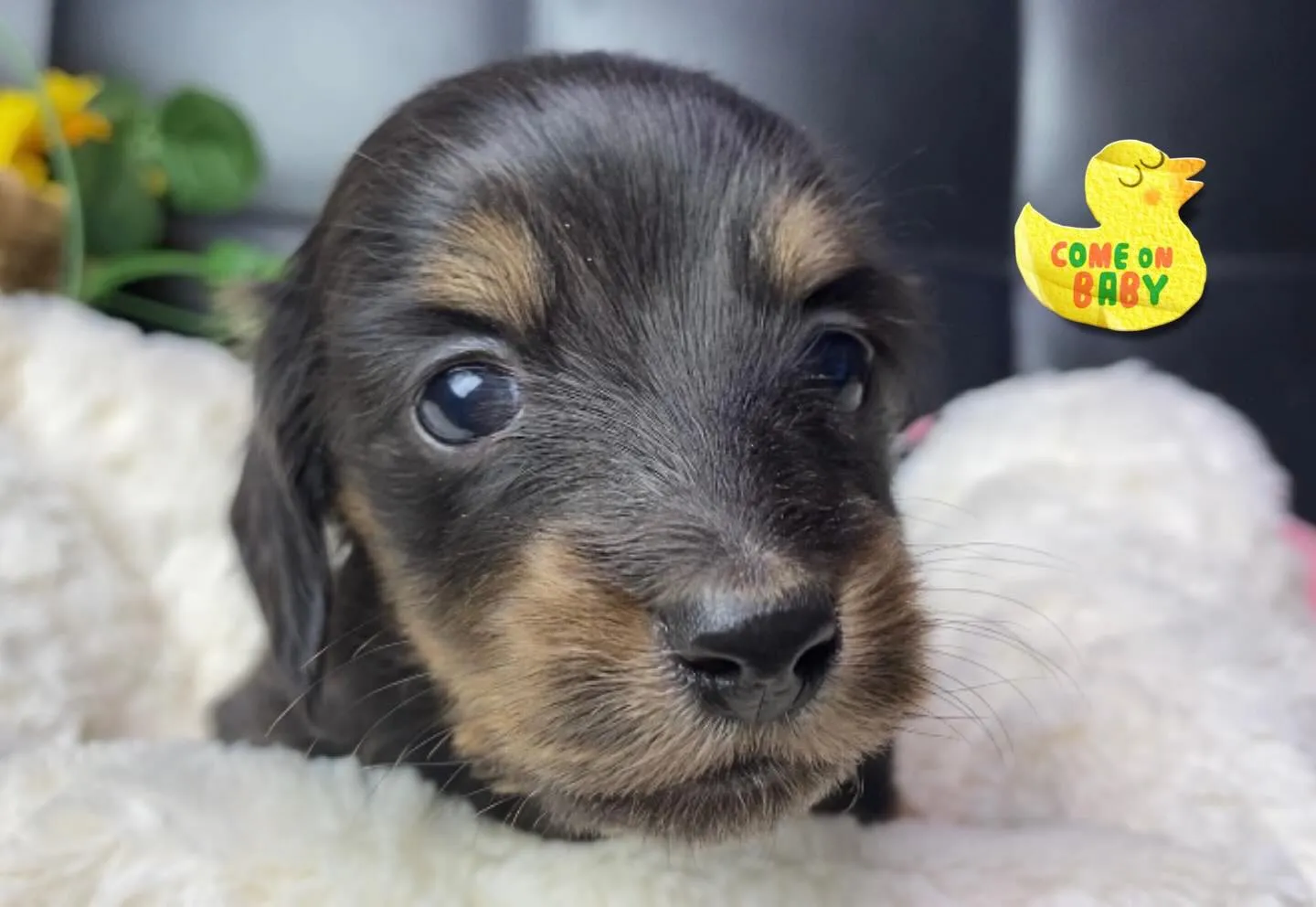 ブラックタン(イエロー)の女の子🐾