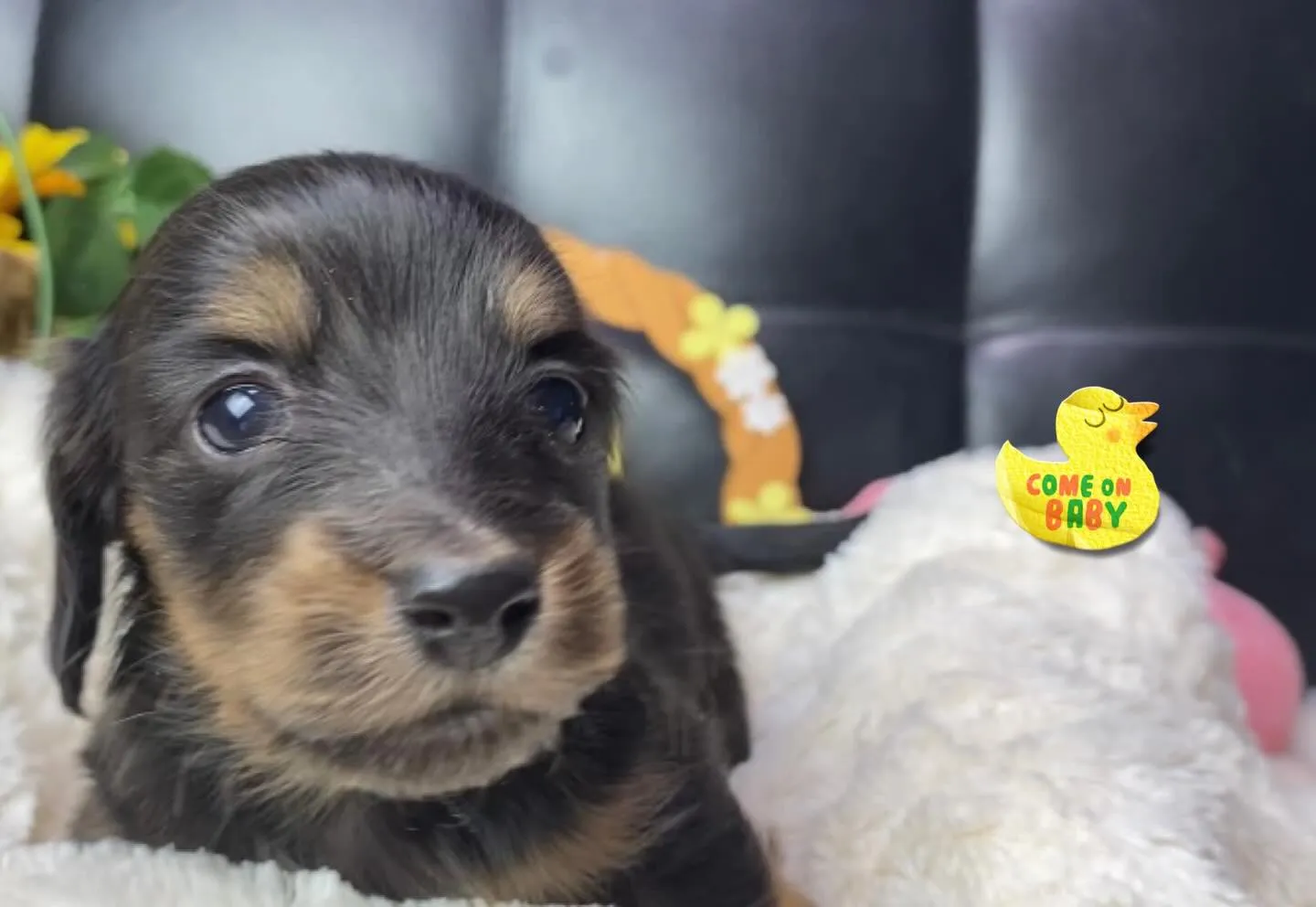 ブラックタン(イエロー)の女の子🐾