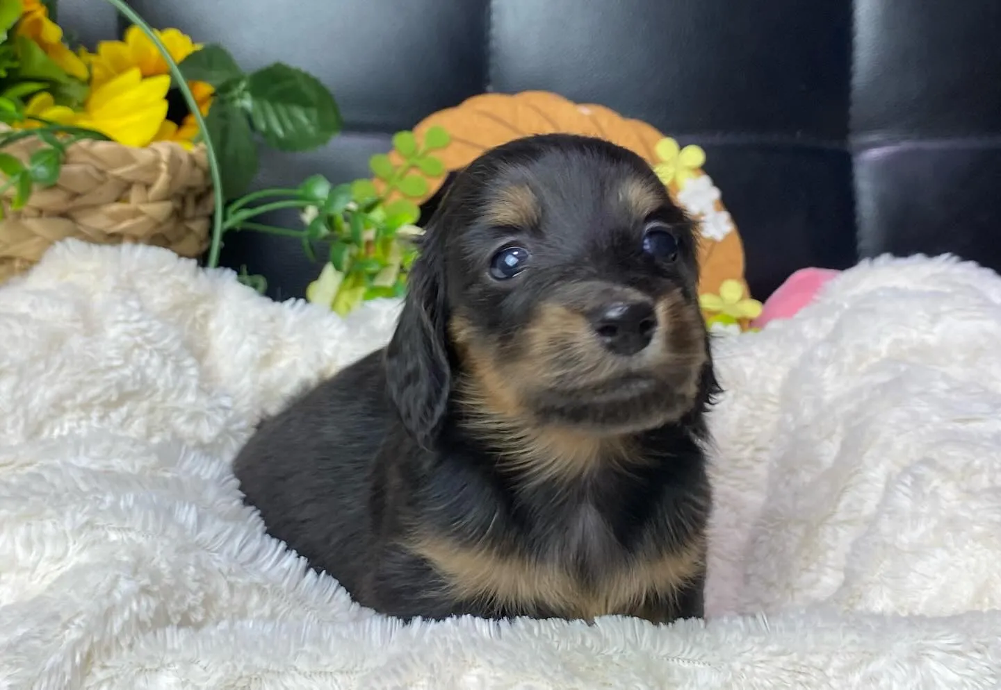 ブラックタン(イエロー)の女の子🐾