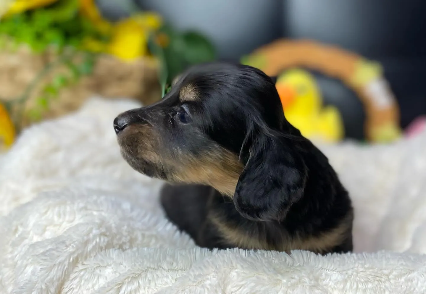 ブラックタン(イエロー)の女の子🐾