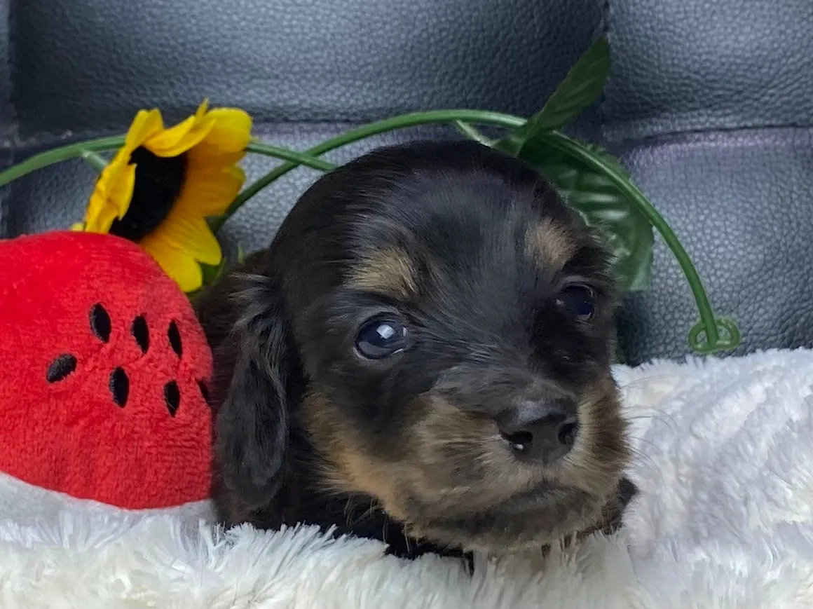 ブラックタン（イエロー）女の子