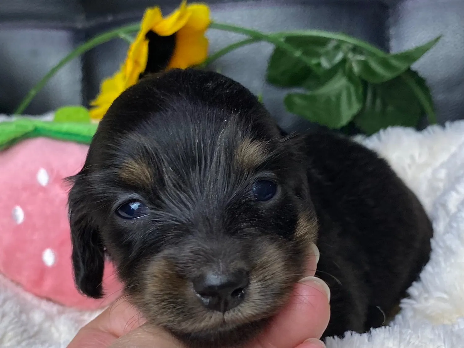 ブラックタン（イエロー）女の子