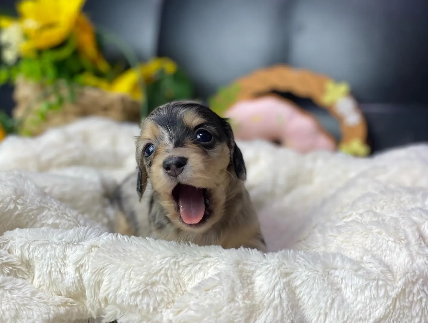 あくび💤&ペロン👅🐾